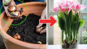 Vuoi coltivare i tulipani in casa? Se fai così, sarà facilissimo