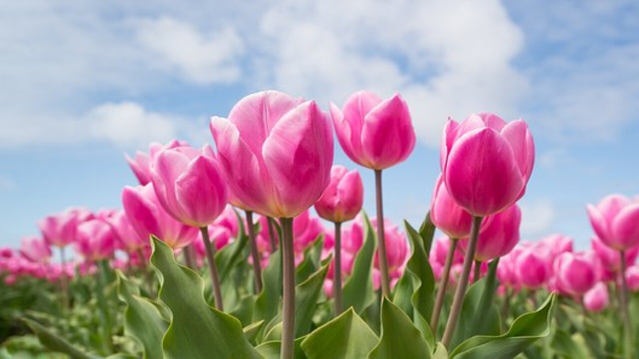 Flores rosadas