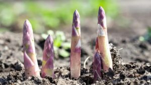 Come coltivare gli asparagi in giardino