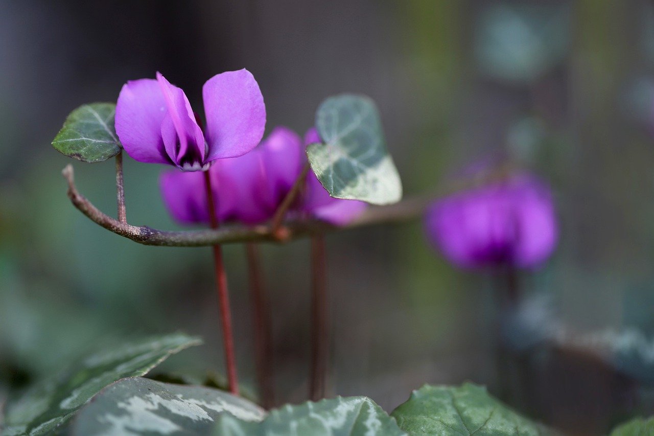 Ciclamino viola