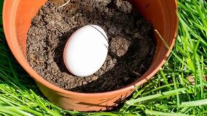 Seppellisci un uovo nel tuo vaso: tempo qualche giorno e il giardino fiorirà!