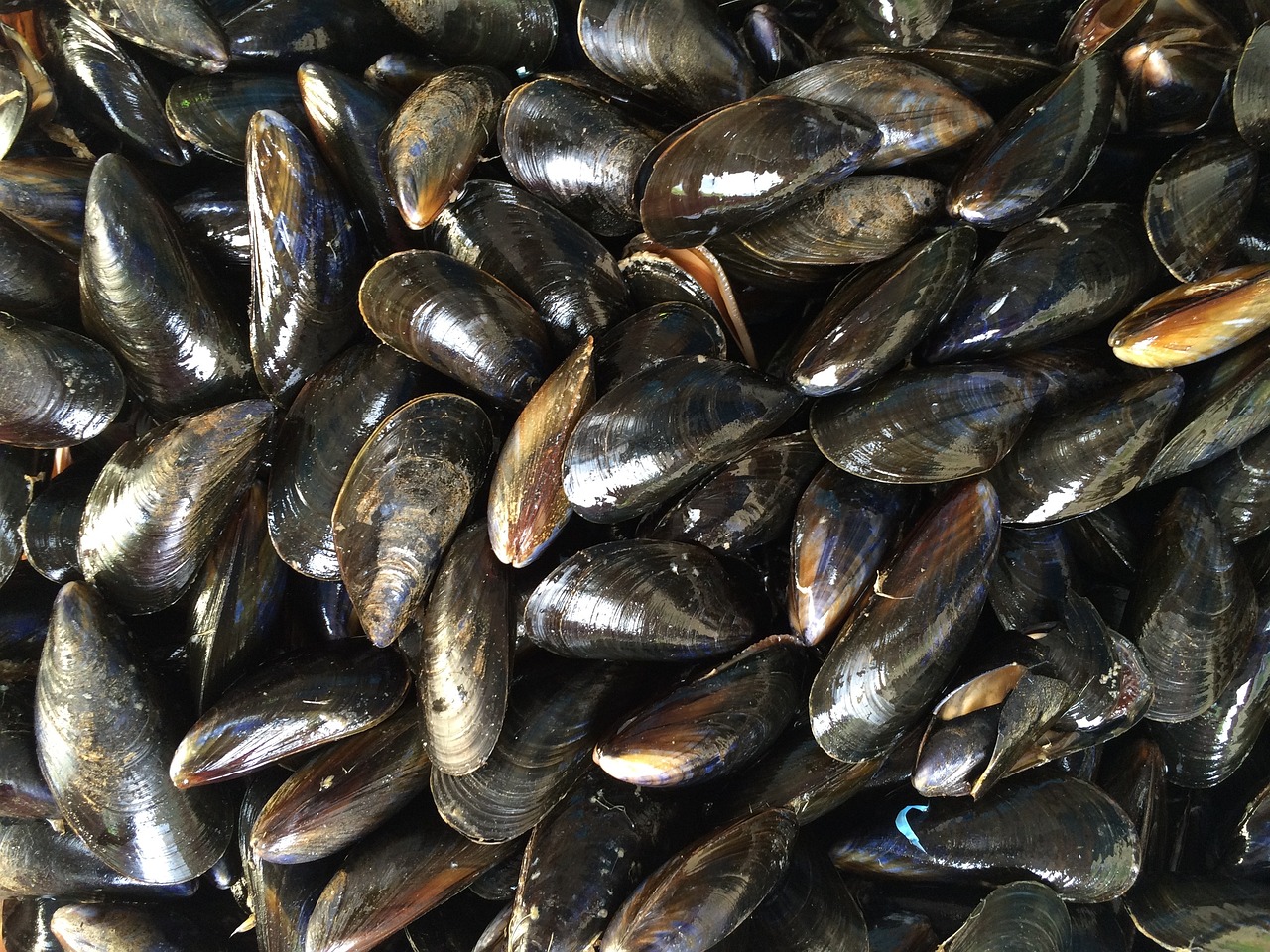 Cozze