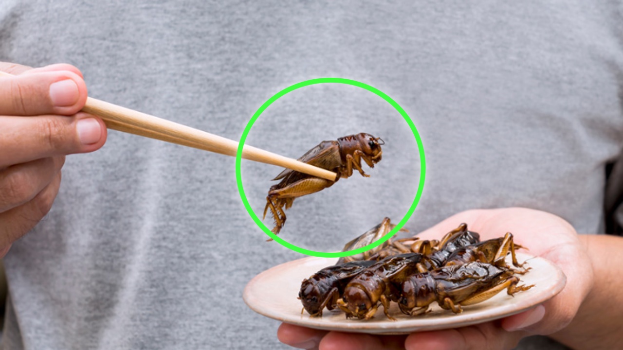 mangiare insetti 