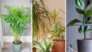 7 piante d’appartamento per dire stop a polvere e allergie