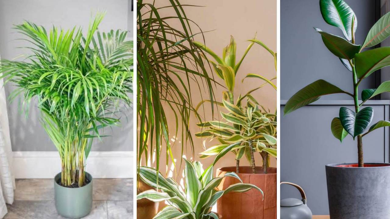 Tipos de plantas de interior