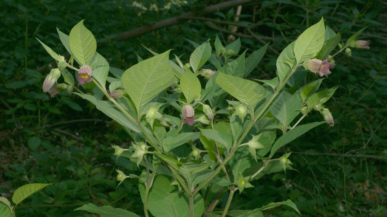 Atropa belladonna