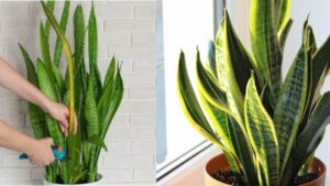 I trucchetti, che dobbiamo assolutamente conoscere, per curare la Sansevieria: la pianta che depura l’aria della nostra casa