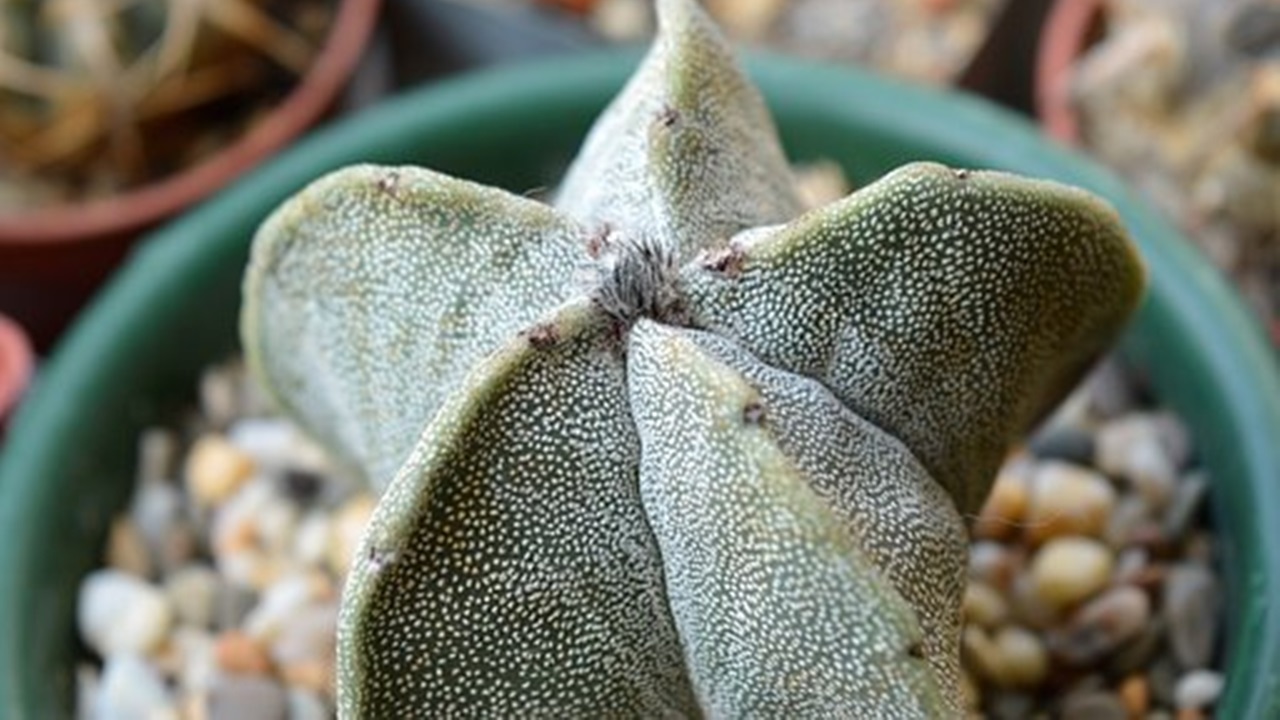 pianta succulenta