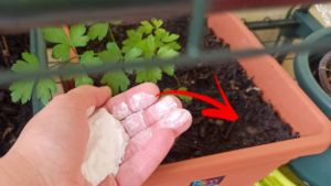 Cosa succede se versi il bicarbonato sulle piante? La risposta che non ti aspettavi