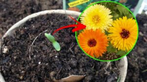 Calendula in casa: tutte le cure necessarie per questa pianta