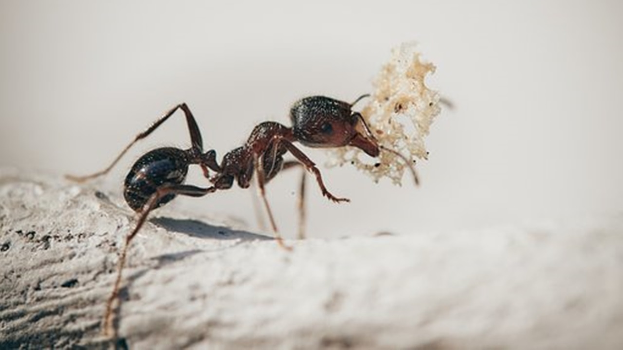 formica con cibo