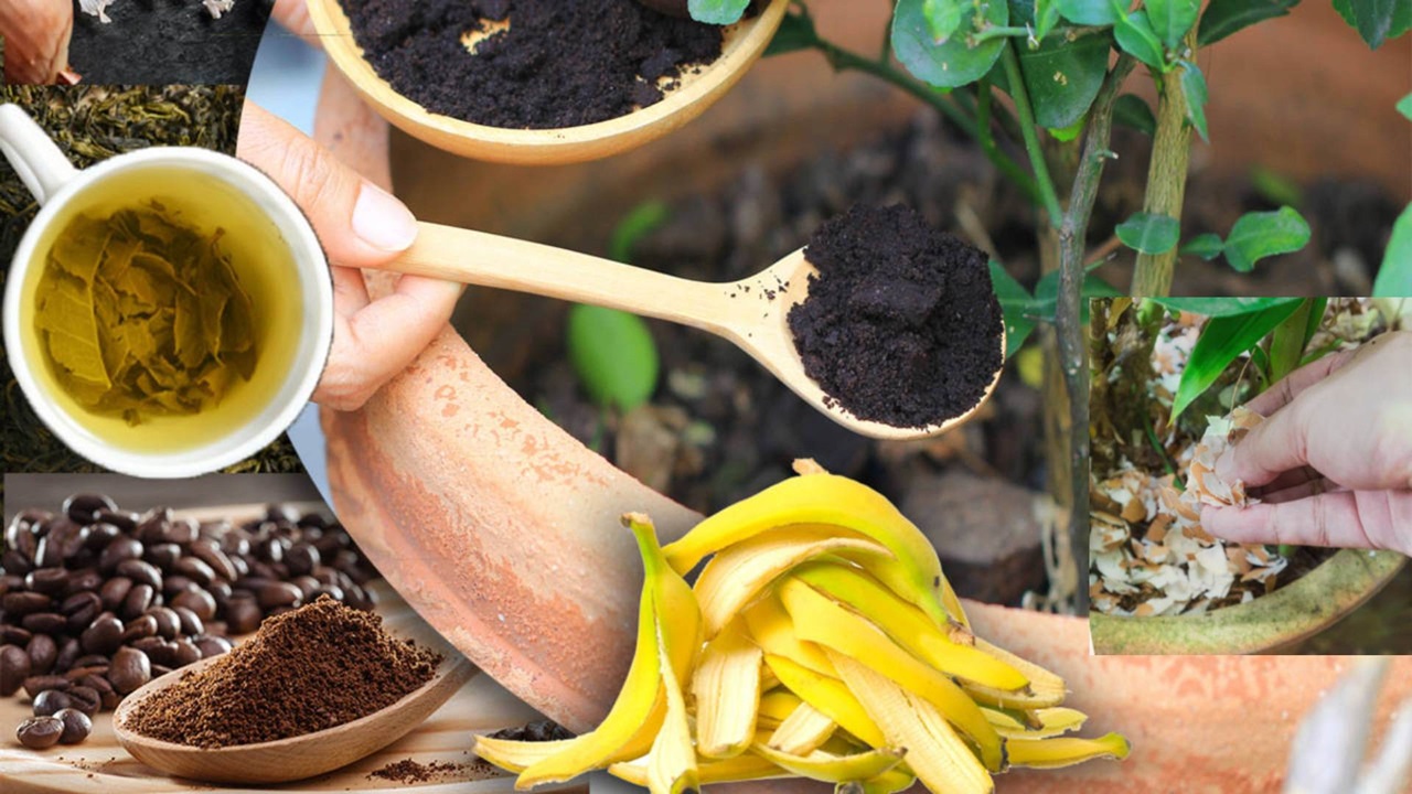 scarti alimentari per le piante