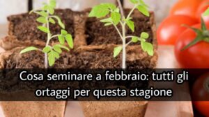 Cosa seminare a febbraio: tutti gli ortaggi per questa stagione