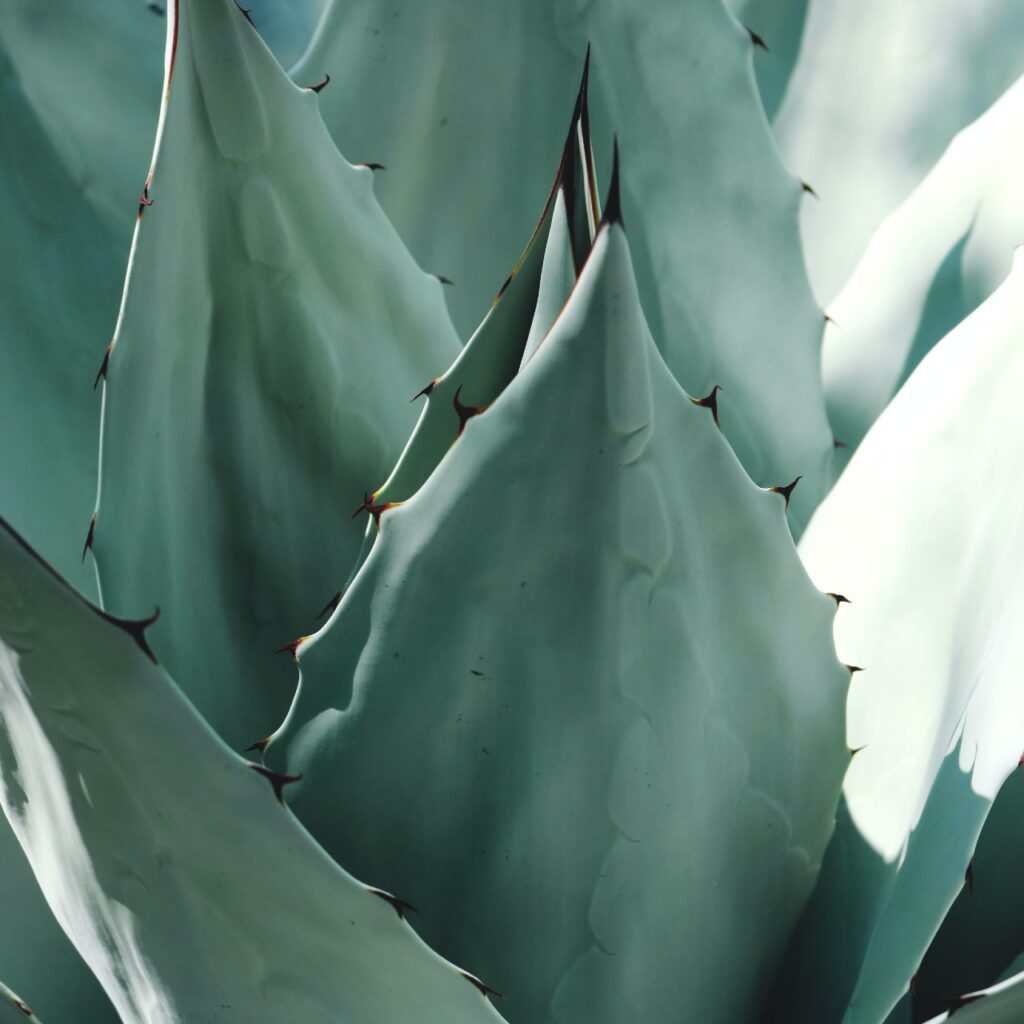 Pianta di aloe