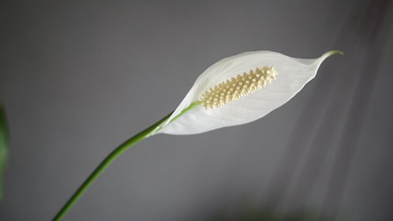 Spathiphyllum