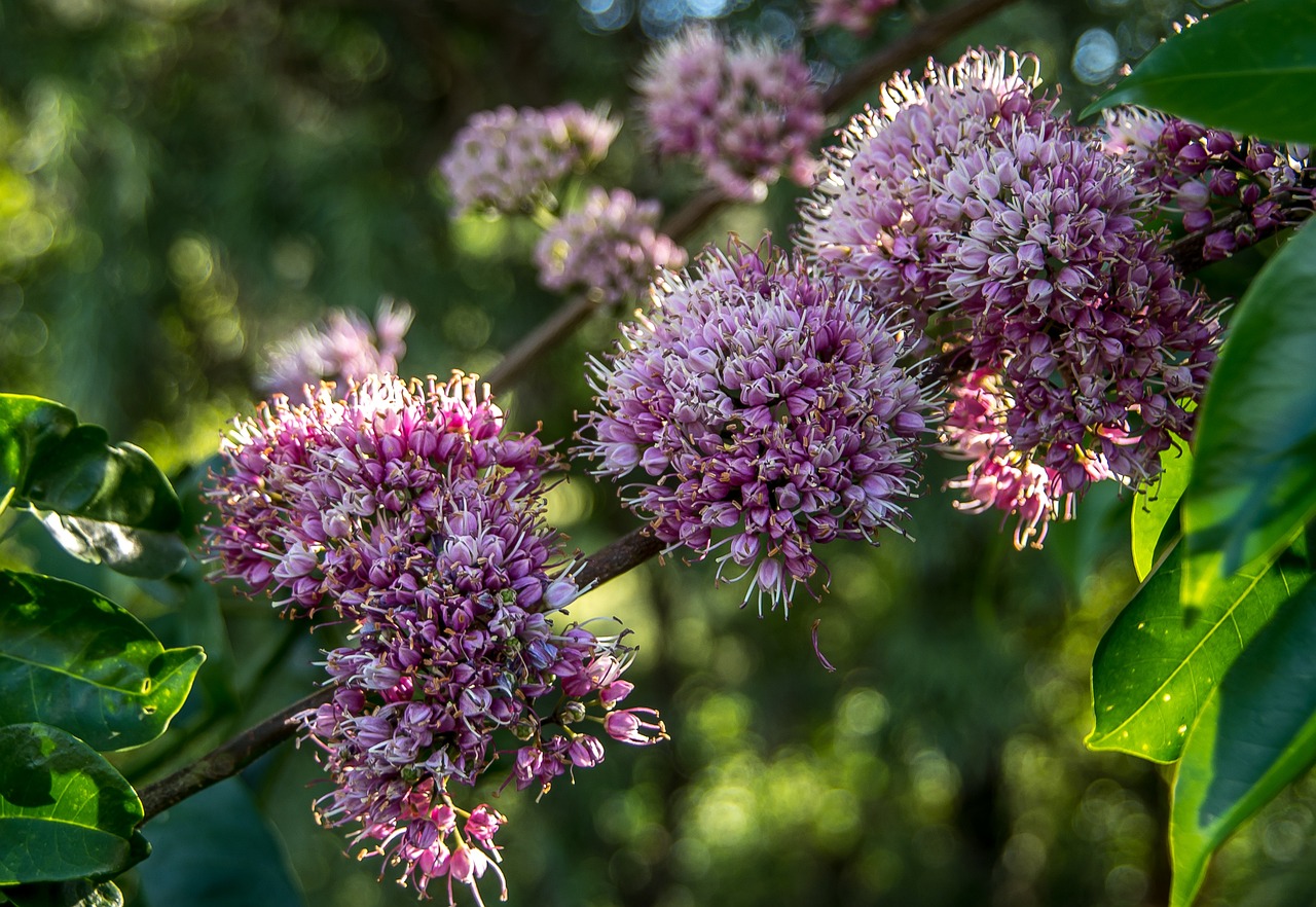 Fiori albero del miele