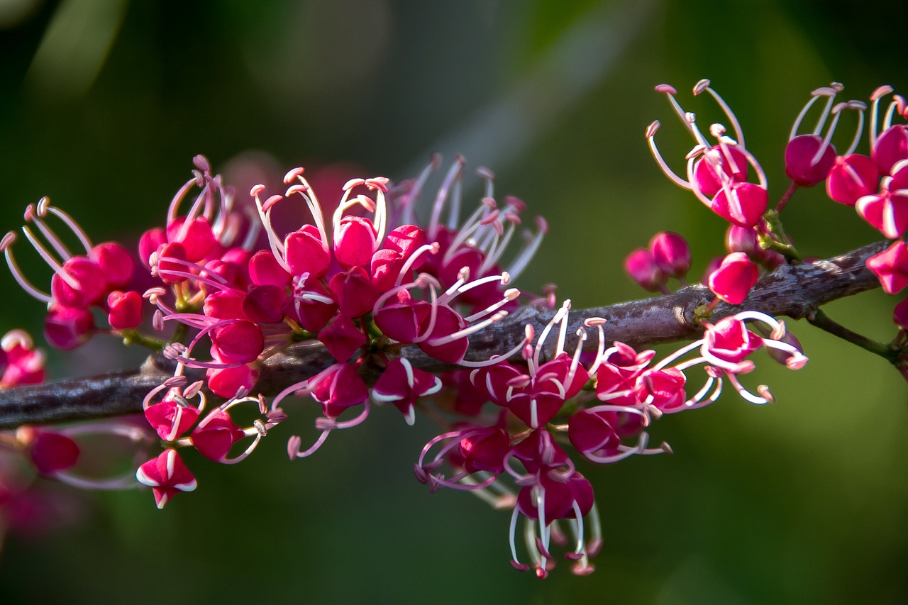 Primo piano fiori evodia