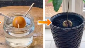 Come coltivare l’avocado in casa: avrai un generoso raccolto