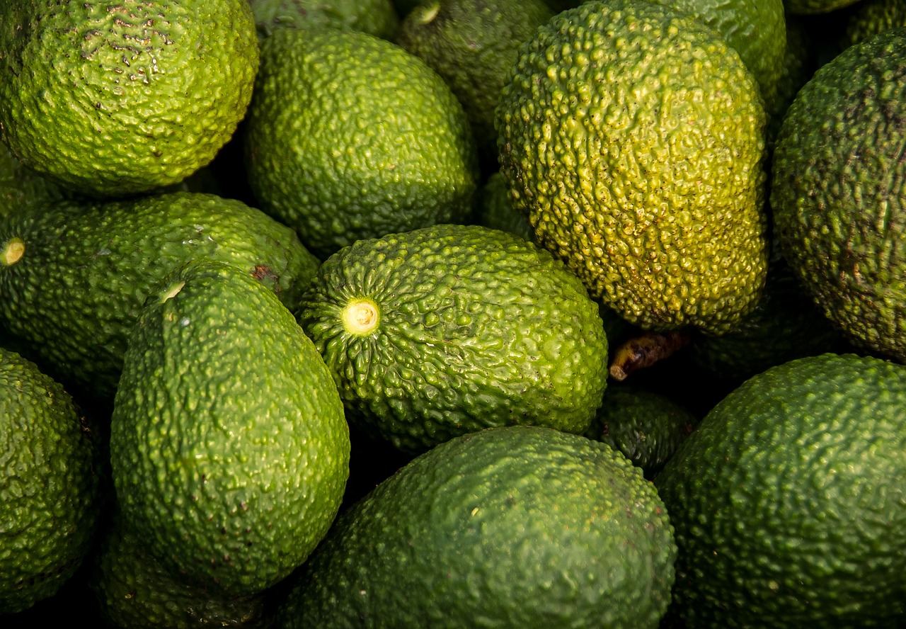 Raccolta di avocado