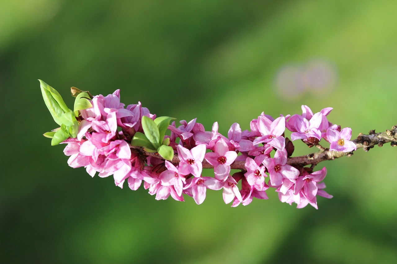 Fiori di dafne