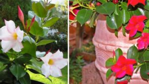 Come coltivare la Dipladenia e godere di un’esplosione di colori sul balcone