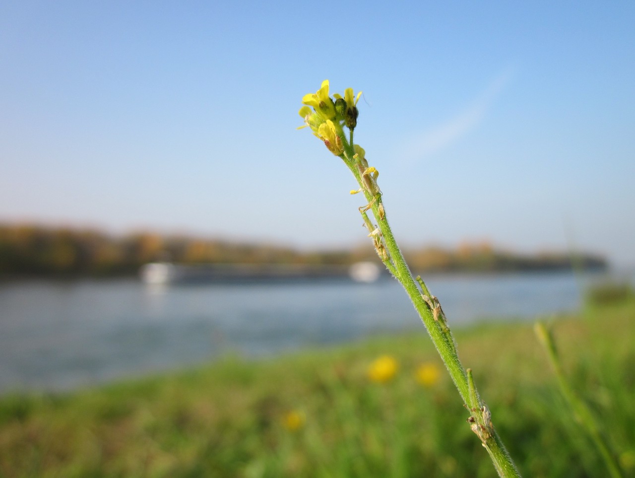 Sisymbrium officinale