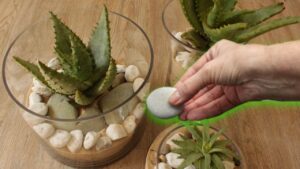 Il trucco della ghiaia per coltivare le piante in vaso