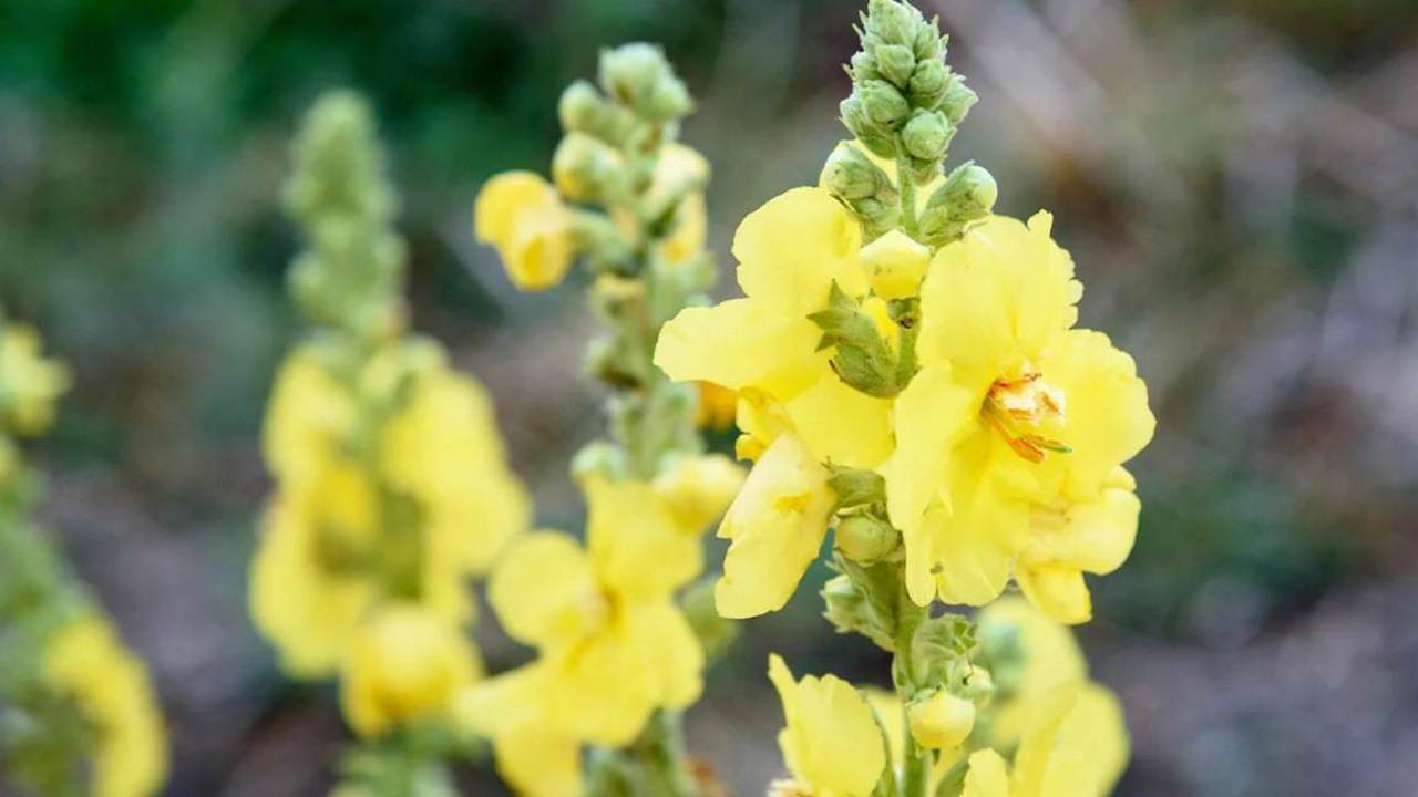 Verbascum