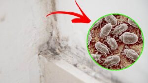 Acari della muffa, come allontanarli e prevenirne la formazione