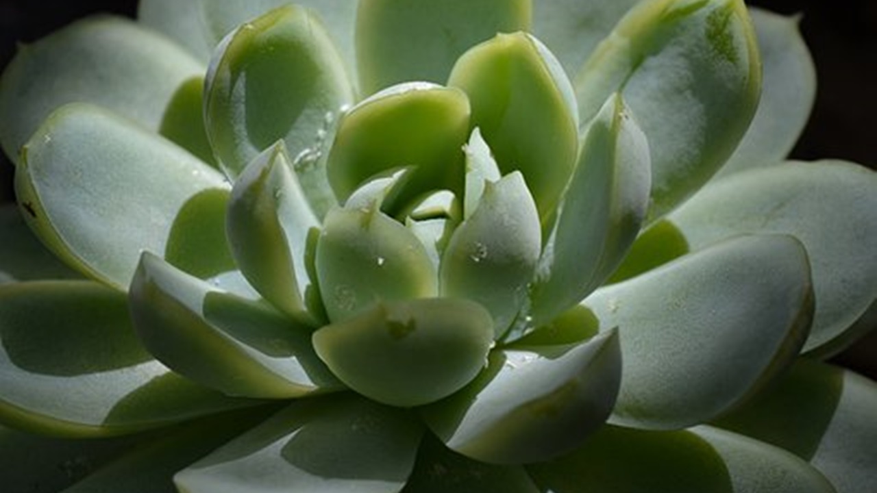 pianta succulenta