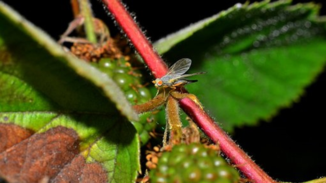 pianta