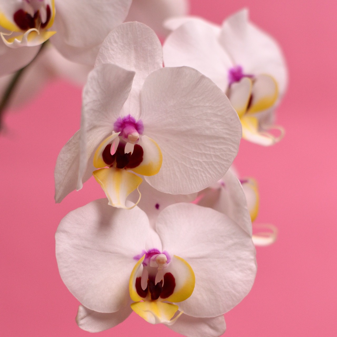 Fertilizzare orchidee