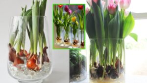 Come coltivare i tulipani in acqua per avere sempre fiori freschi e farli durare anni