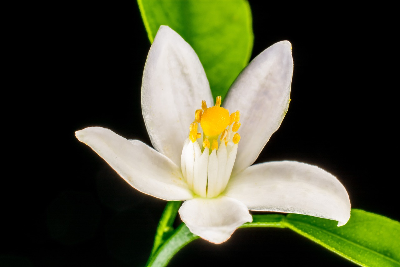 Primo piano fiore d'arancio