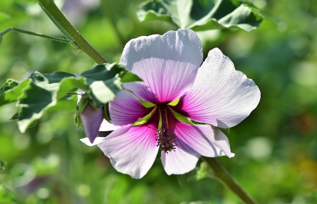 Fiore di malva