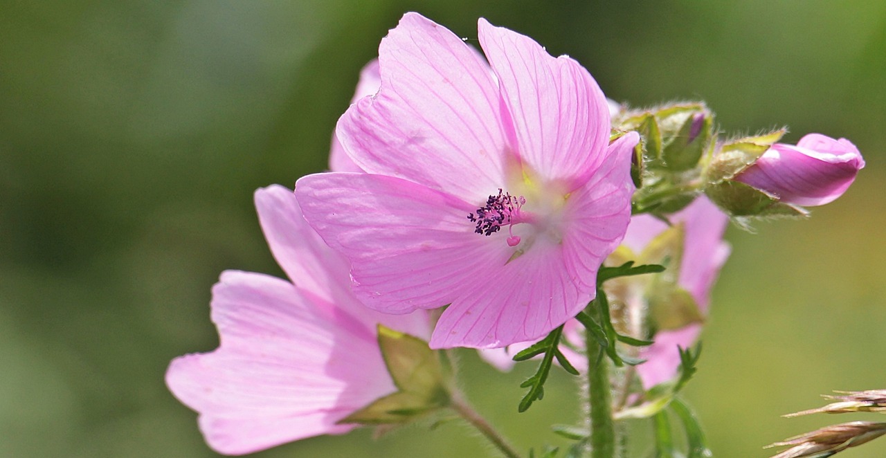 Malva di colore rosa