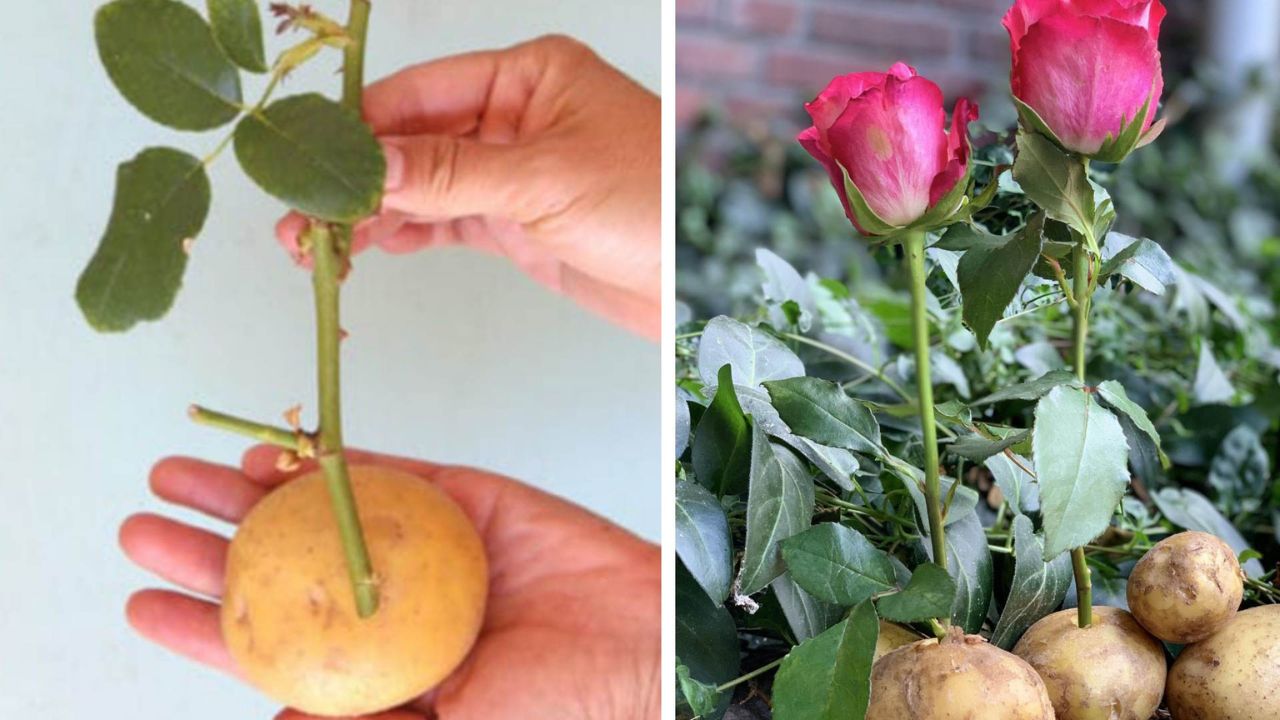 Multiplica rosas con patata.