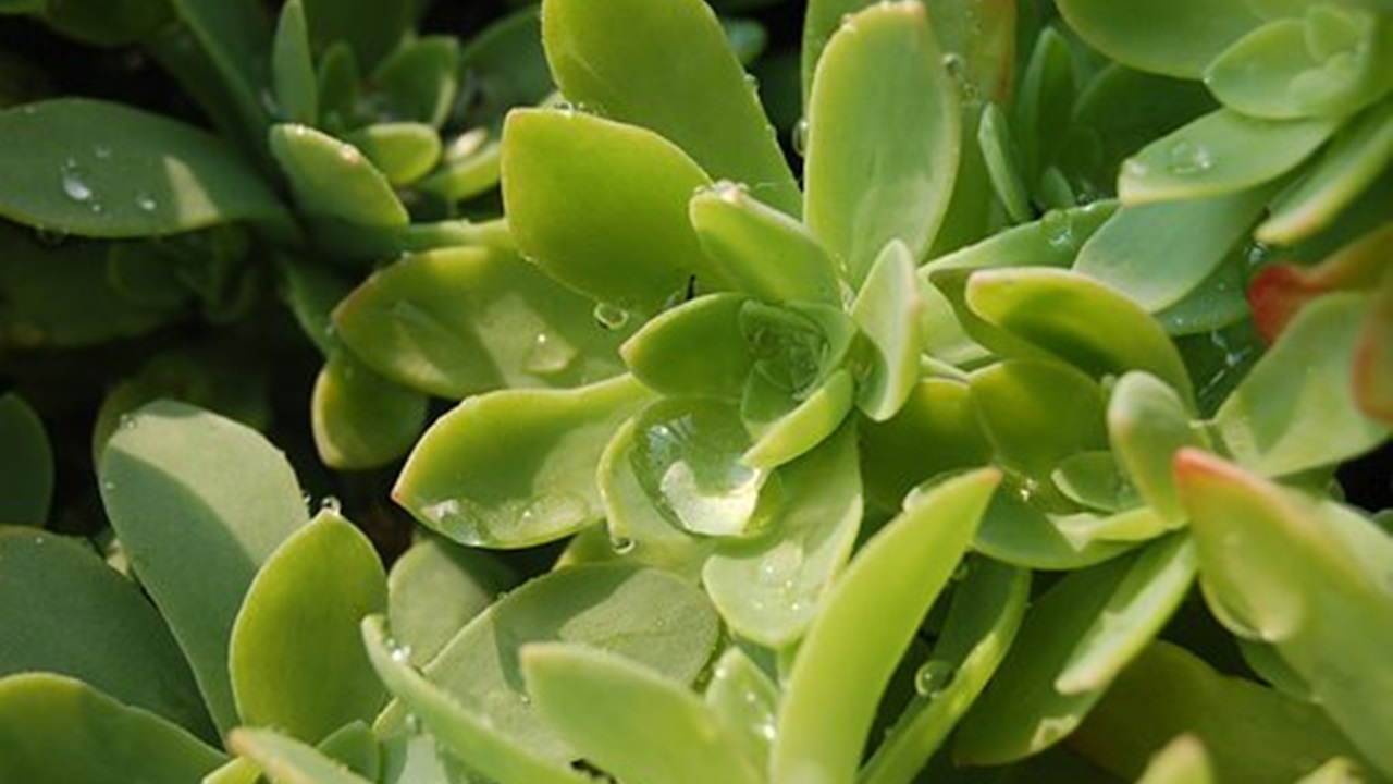 succulenta