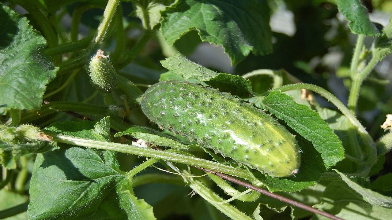 pianta cetriolo