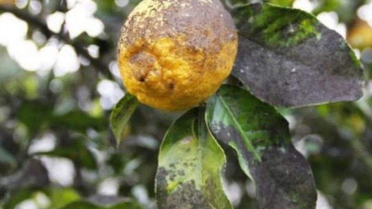 limoni