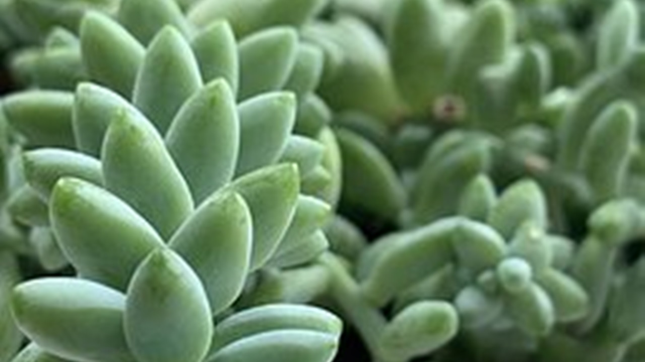 Sedum