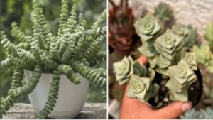 Crassula perforata: come occuparsi di questa piccola pianta grassa