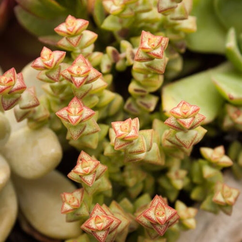 Crassula perforata rosa