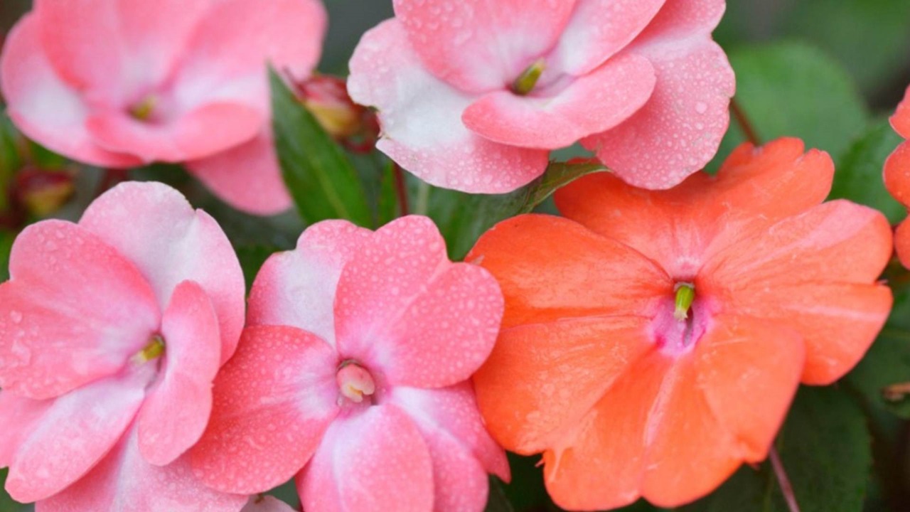 impatiens