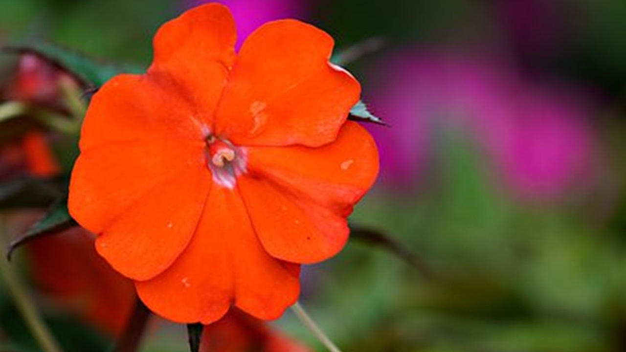 fiore di impatiens