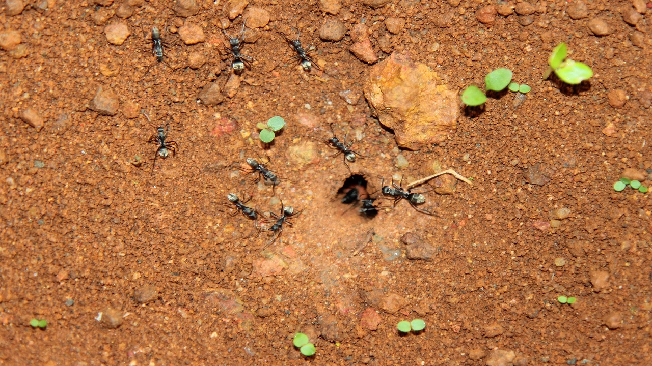 Nido formiche