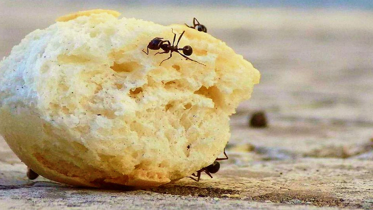Formiche sul pane