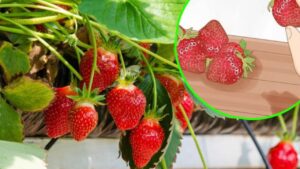 Come coltivare fragole biologiche tutto l’anno in casa