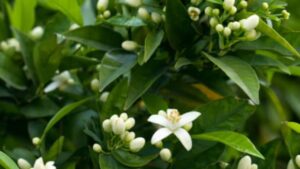 Perché la mia pianta di limoni non fiorisce? Forse commetti questi errori
