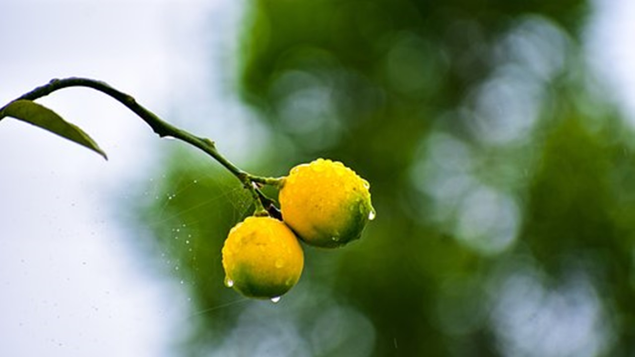 limoni piccoli